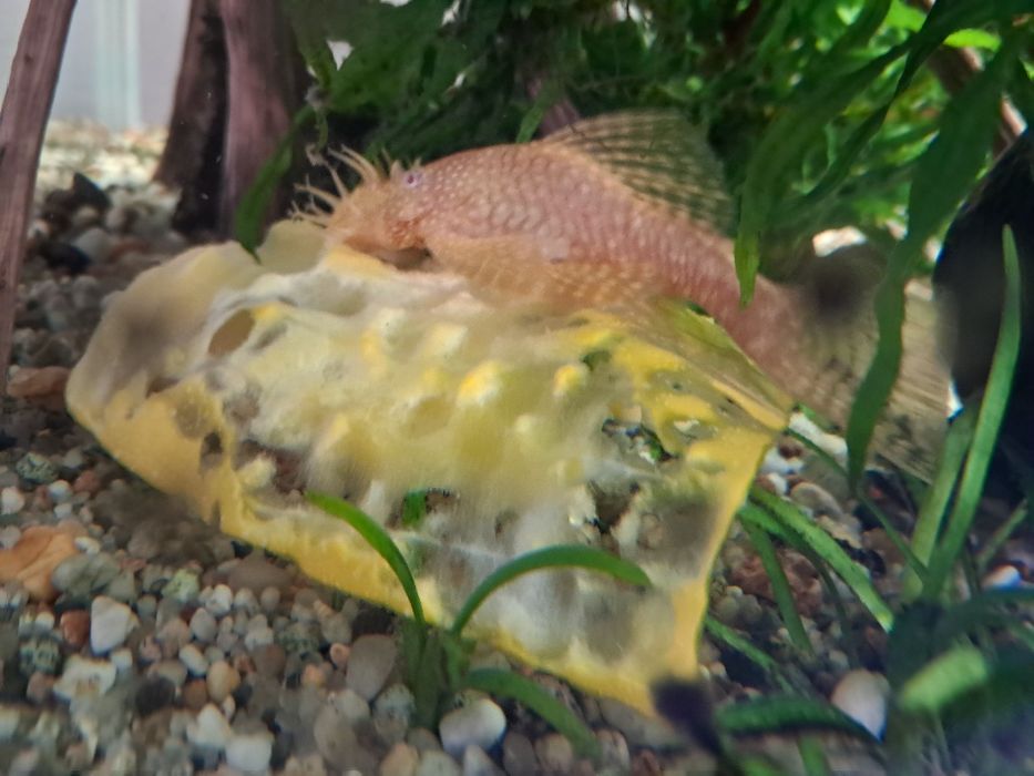 Glonojad zbrojnik niebieski i złoty