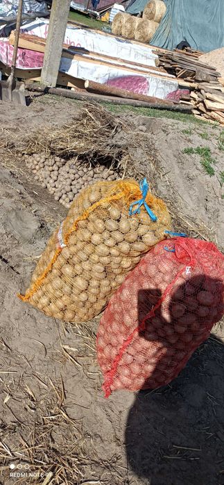 Ziemniaki do sadzenia