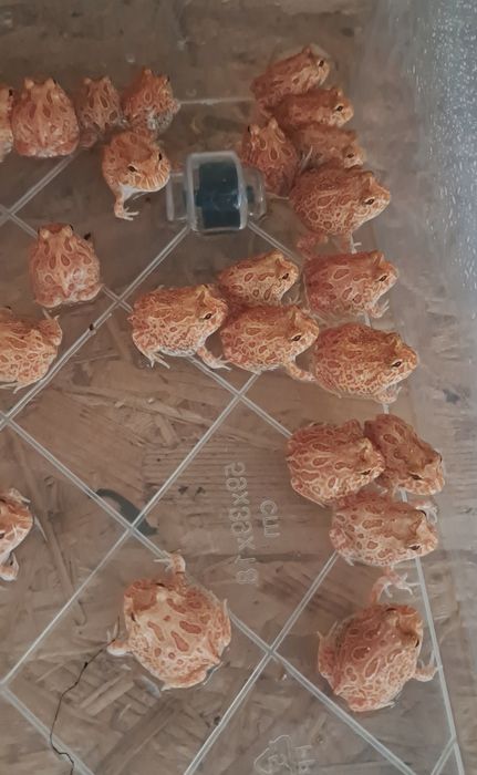 Żaba rogata strawberry/ Ceratophrys cranwelli / polska hodowla