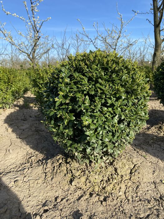 Самшит куля (Buxus) – декоративні сформовані рослини