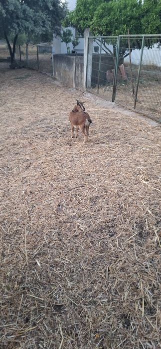 Cabra anã para desocupar