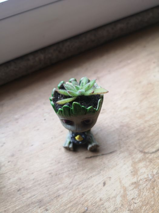 Vaso boneco com suculenta