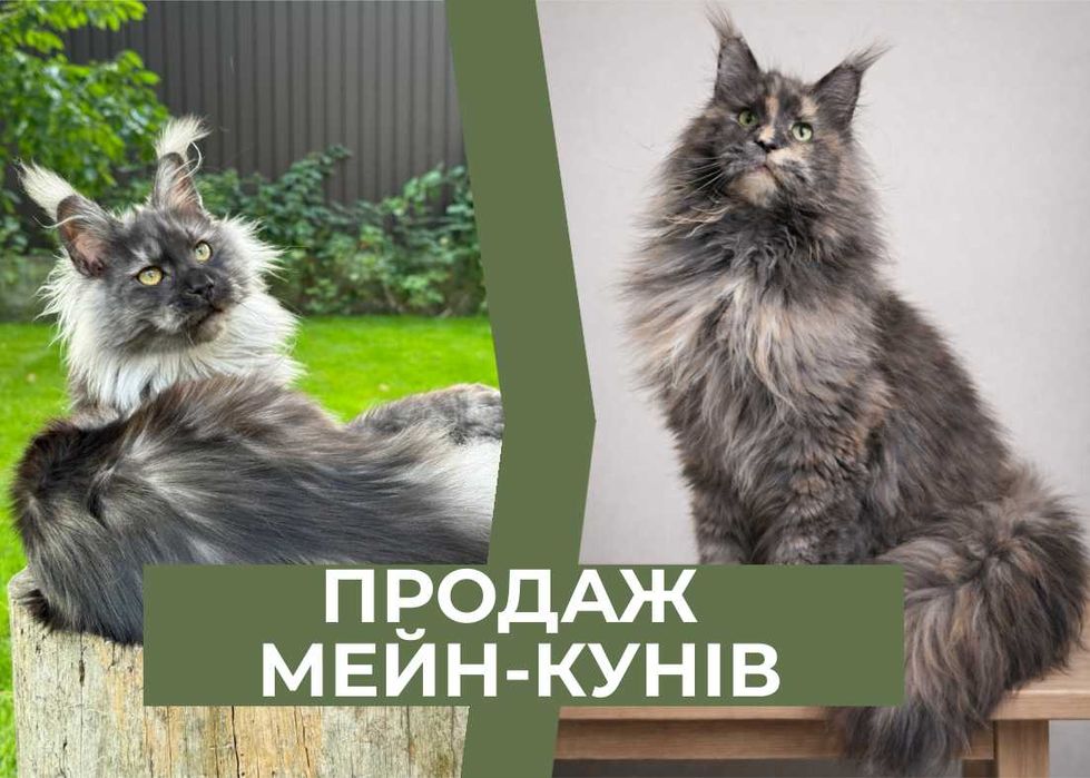 Ексклюзивні кошенята породи Мейн-кун. Купити!