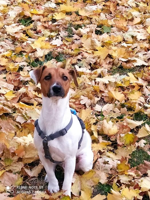 Холостяк ищет пару Парсон Рассел Терьер