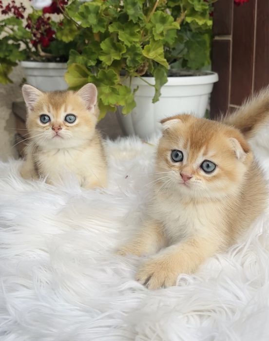 Котятка золота шинила 1,5 міс.