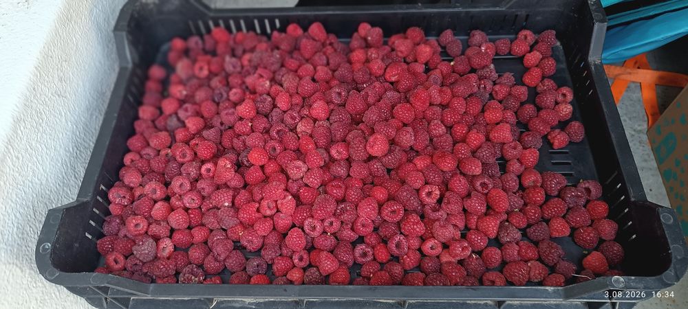 Malina owoce na soki przetwory mrozenie