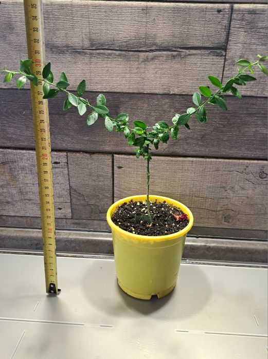 Мікроцитрус, фінгерлайм,  пальчиковий лайм  "Mia Rose"