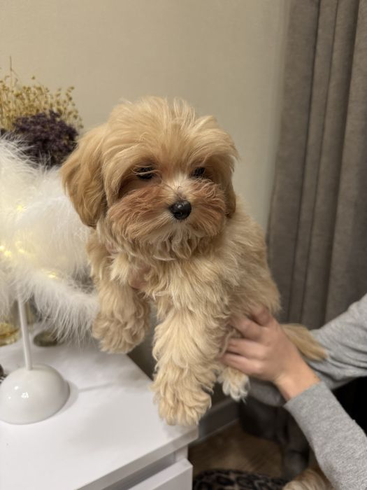 Щенки мини мальтипу ф1