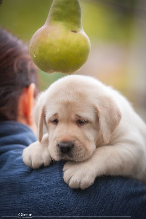 Цуценята лабрадор ретривера, розплідник FCI UKU