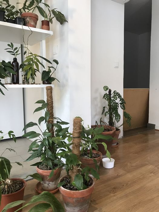 Plantas raras atualizado (Monstera, Anthurium, Amydrium, philodendron)