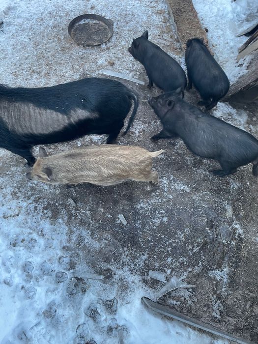 Поросята вʼєтнамські