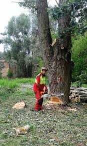 Wycinka drzew. Przecinka drzew i krzewów tel. 504_983_979