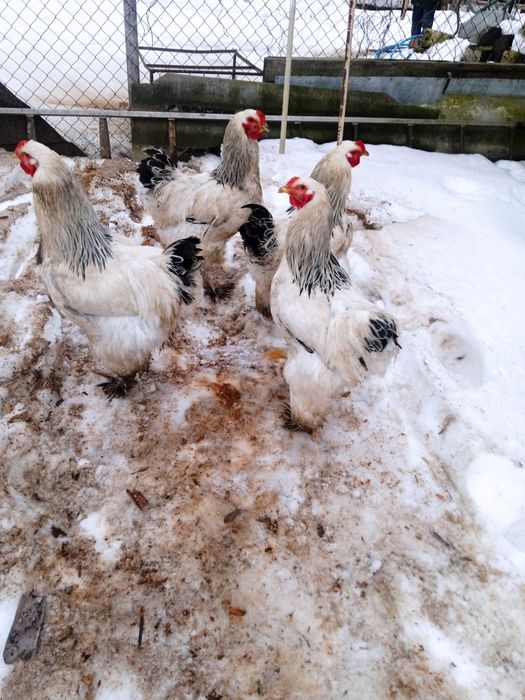 Когути світлої брами на продаж