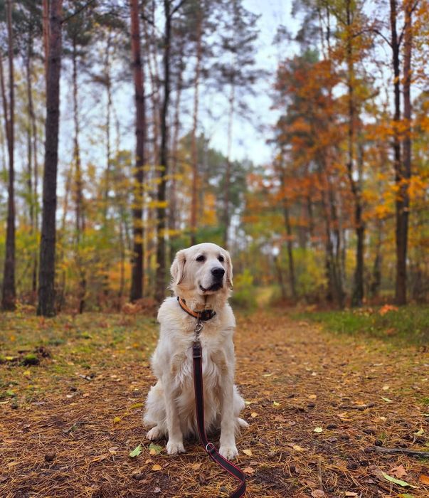 Piesek Golden Retriever szczeniak z dokumentami
