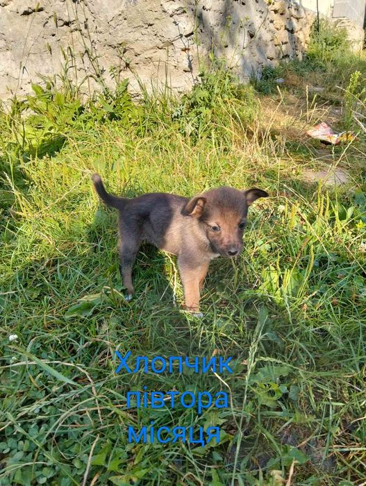 Песики шукають свого господаря