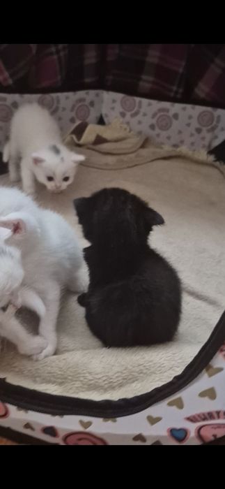 Scottish macho straigth preto