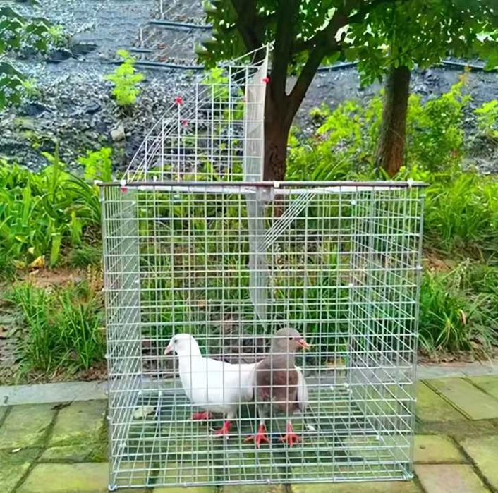 Klatka dla Gołębi Wlot Wylot Belgijski Wytrzymała NOWA