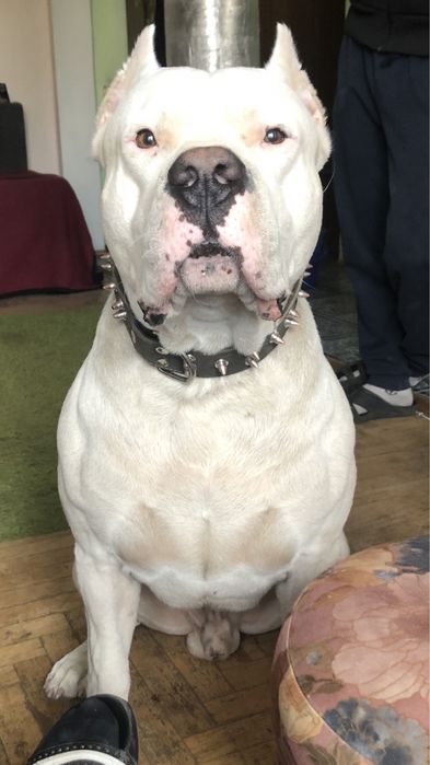 Аргентинський дог, Dogo Argentino, Аргентинский дог, вязка, злучка.