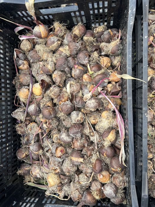 Цибулина(луковица) тюльпана,після вигонки