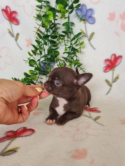 Excecional mini Chihuahua/Chiuaua.LinhagemRussa,Qualidade