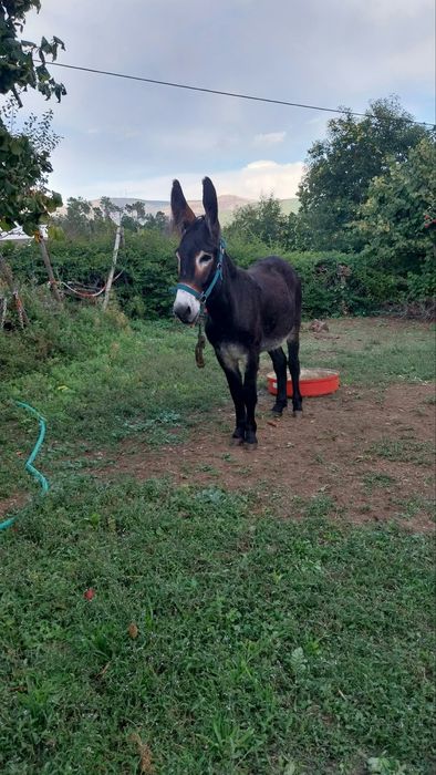 Burro Mirandes inscrito.