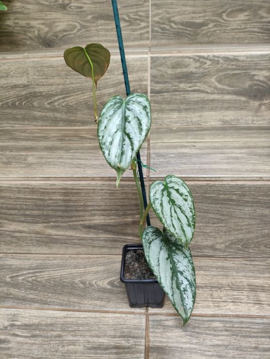 Philodendron brandtianum