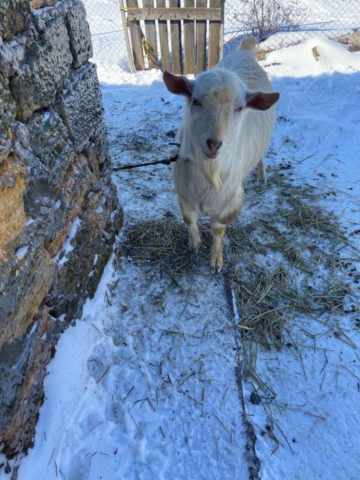 Продам козликов, срочно