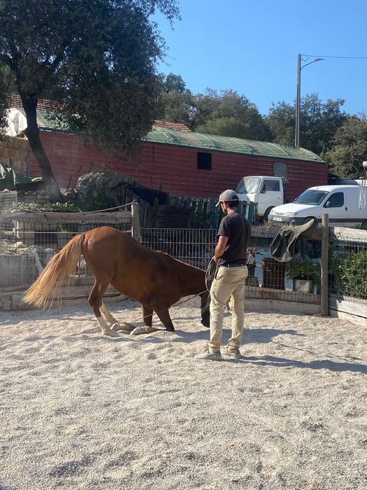 Cavalos inteiro manso