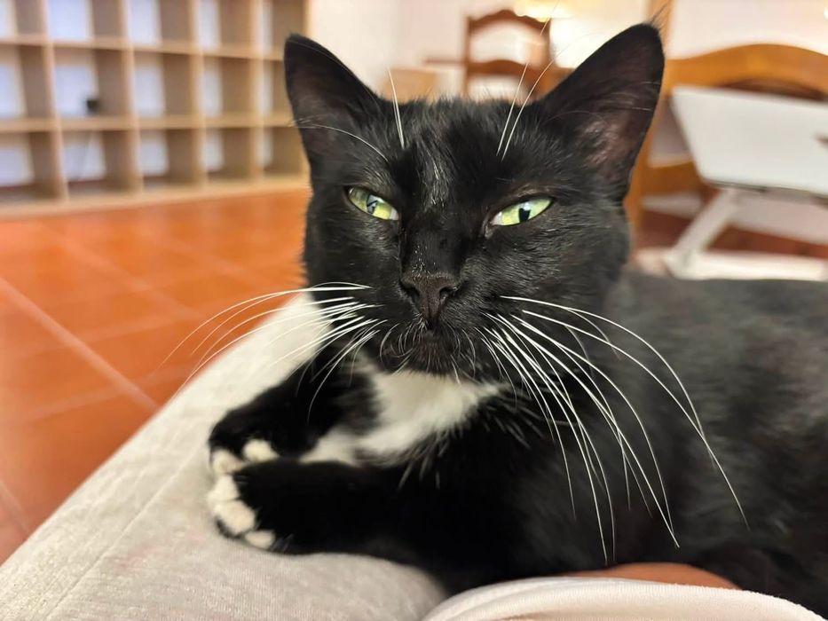 Cat for an adoption