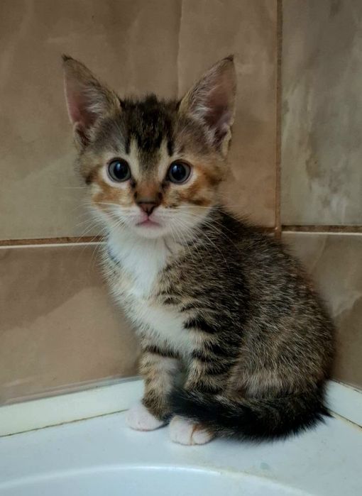 Маленькая трёхцветная котёнок-девочка ищет дом! Котята в хорошие руки!