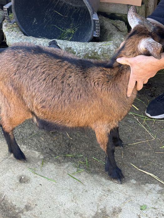 Vendo cabritas, uma está prenha