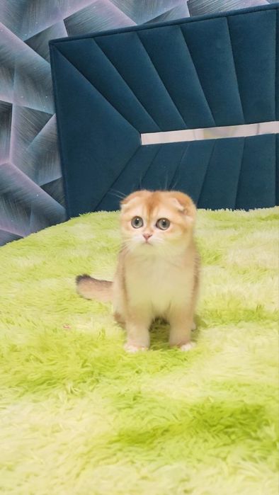 Шотландський хлопчик золота шиншила