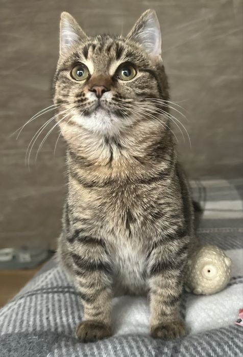 Плюшик - Самый Лучший Кот - 5 мес
