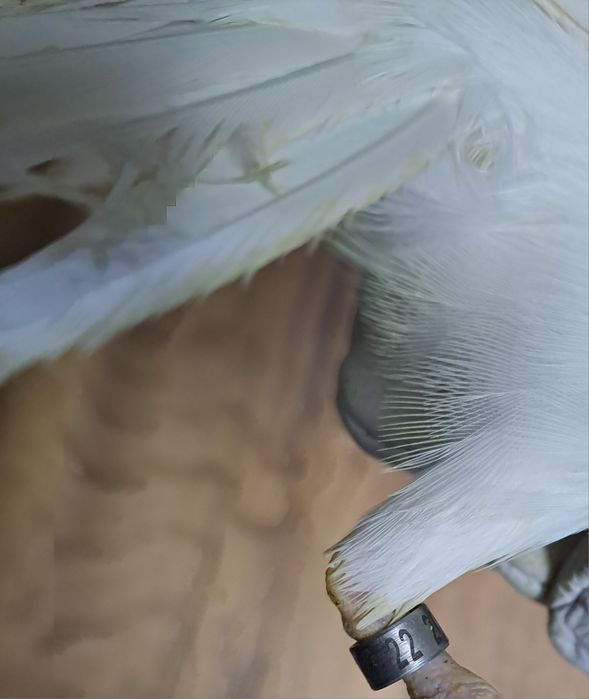 Ring Neck Branco