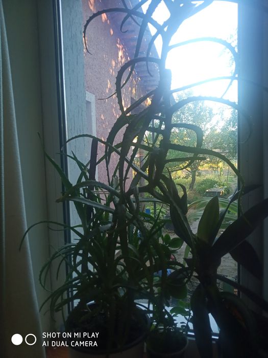 Продам АЛОЕ деревовидний