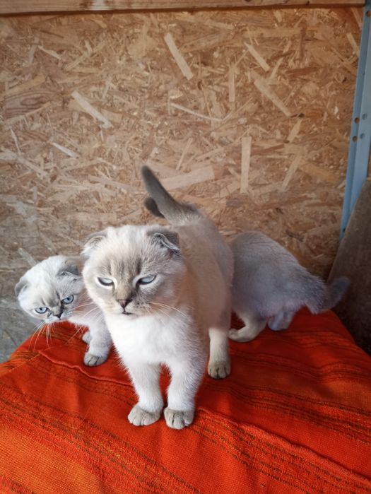 Пропоную кошенят скоттіш страйт