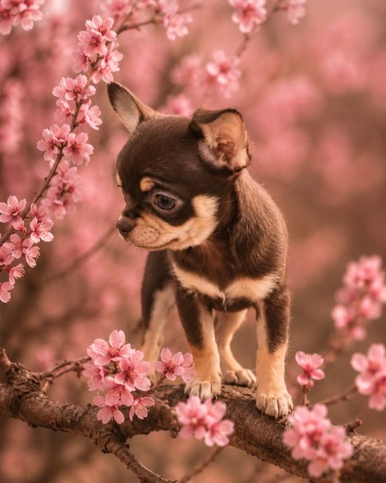 Chihuahua czekoladowa