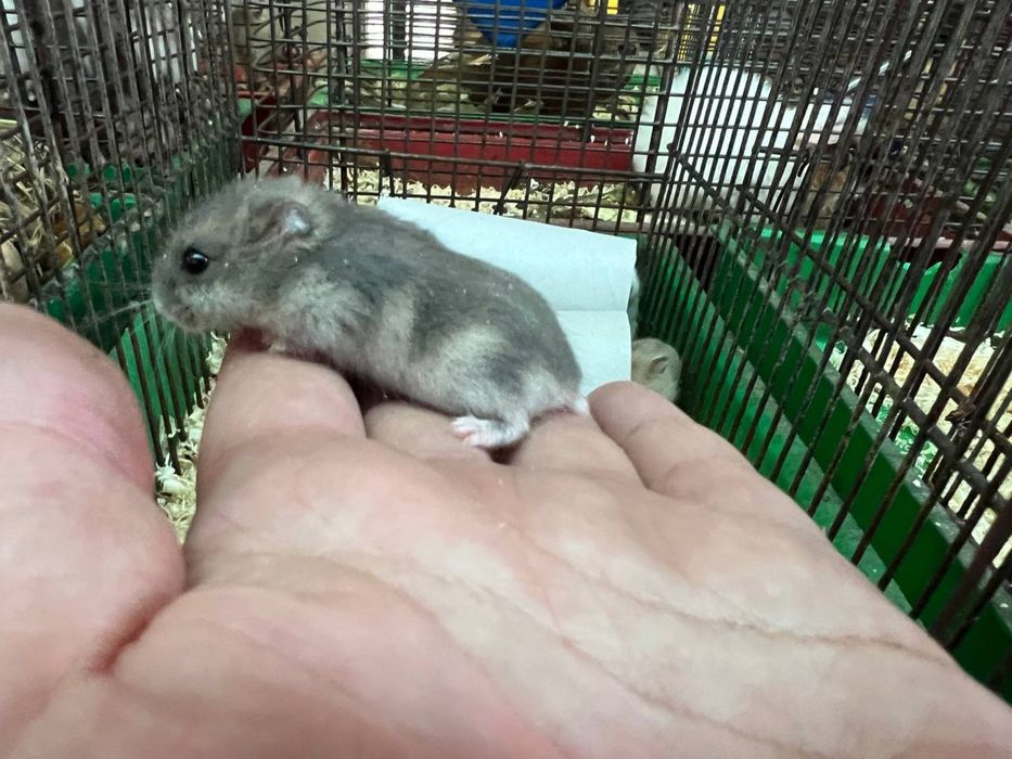 Джунгарик (от 1 месяца, разные окрасы)