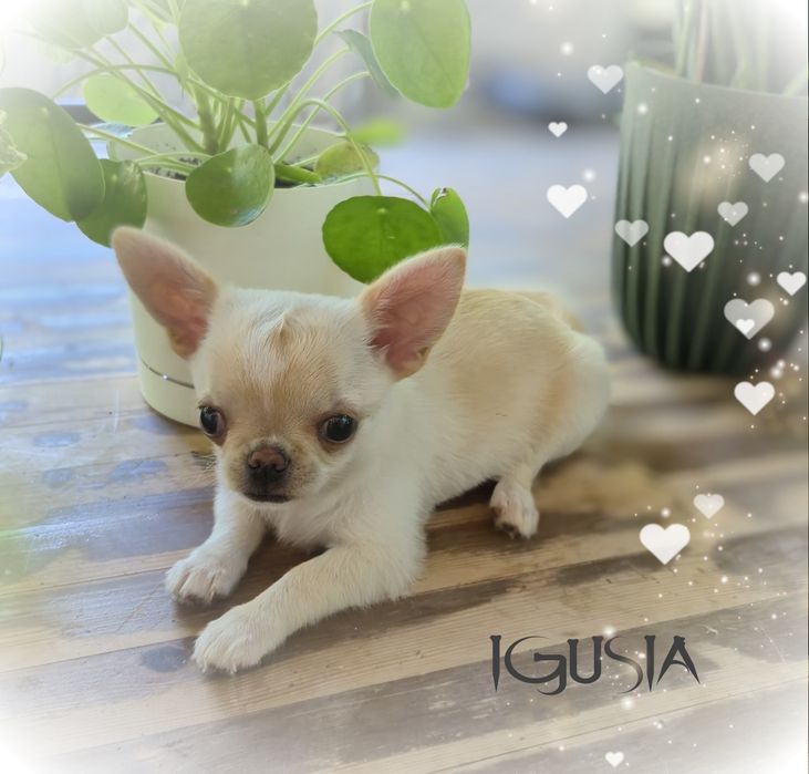 Chihuahua Igusia XS IDEALNA
