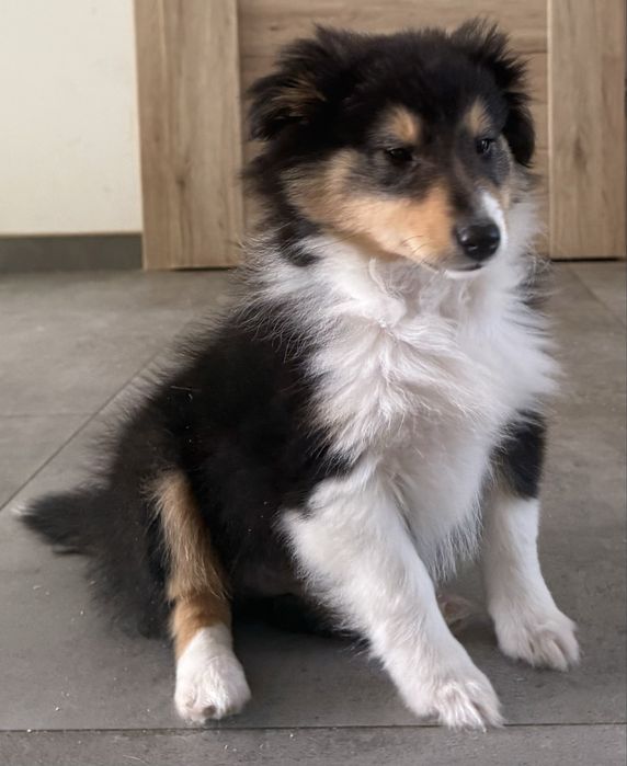 Owczarek szetlandzki tricolor ZKwP FCI