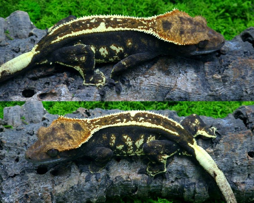 Gekon orzęsiony samica 35g Cappuccino Egzocity Transport