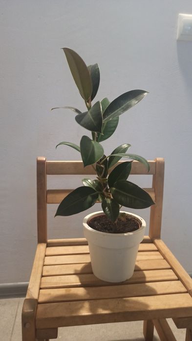 Фікус 35см вкорінений