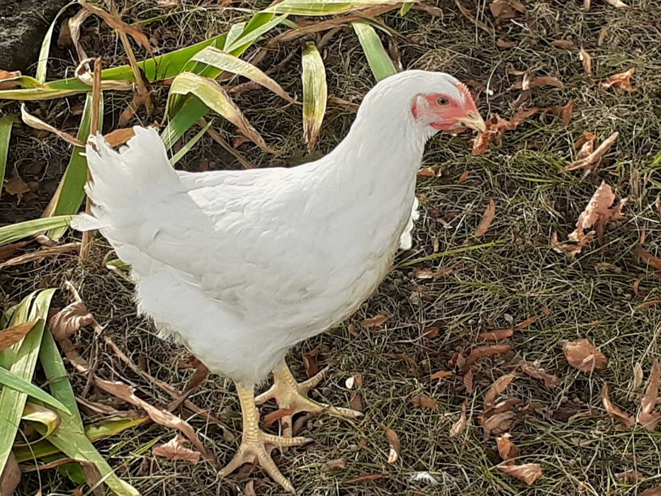 Gęsi  i kury z gospodarstwa ekologicznego