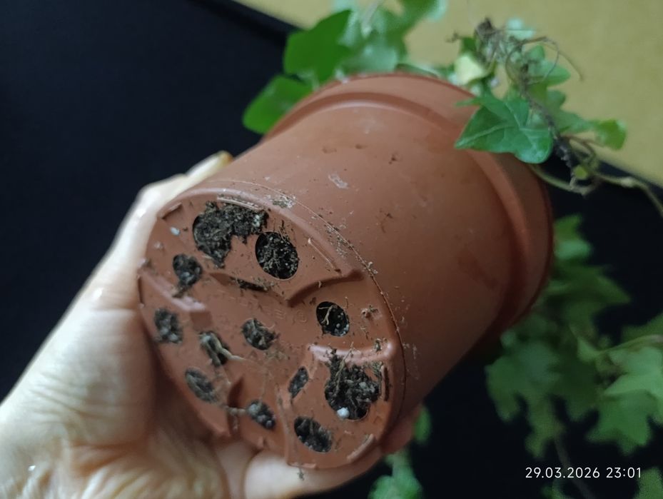 хедера-плющ кімнатний.