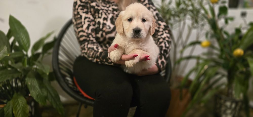 Golden retriever szczeniak