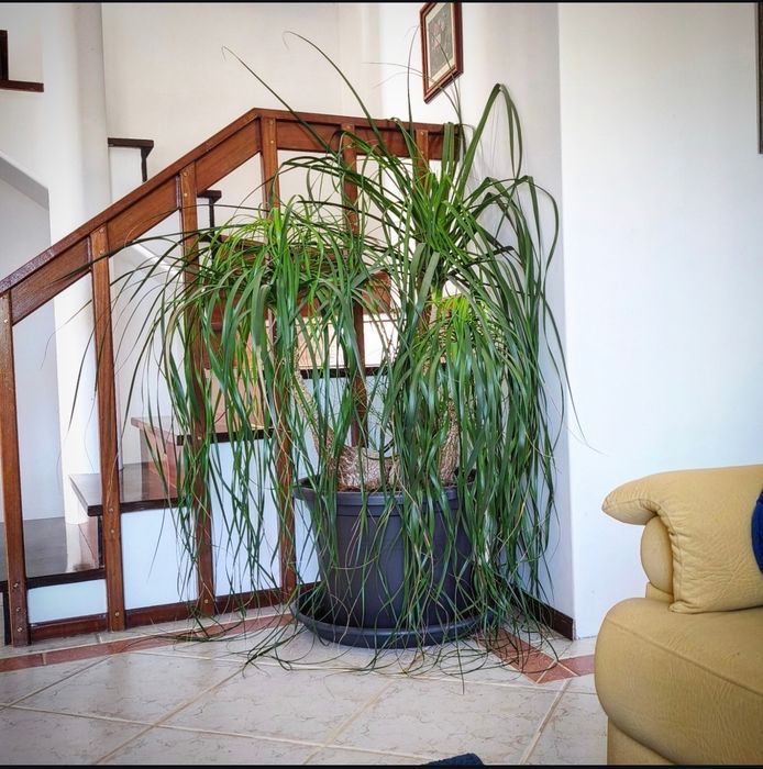 Beaucarnea Recurvata XXL, pata de elefante XXL, plantas, decoração, natureza, jardim