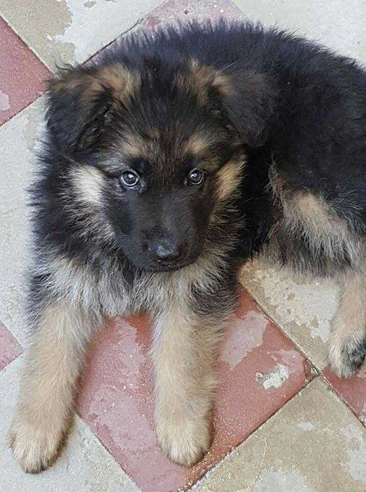 Продам цуценят німецької вівчарки. Вік 2 місяці, щепленi