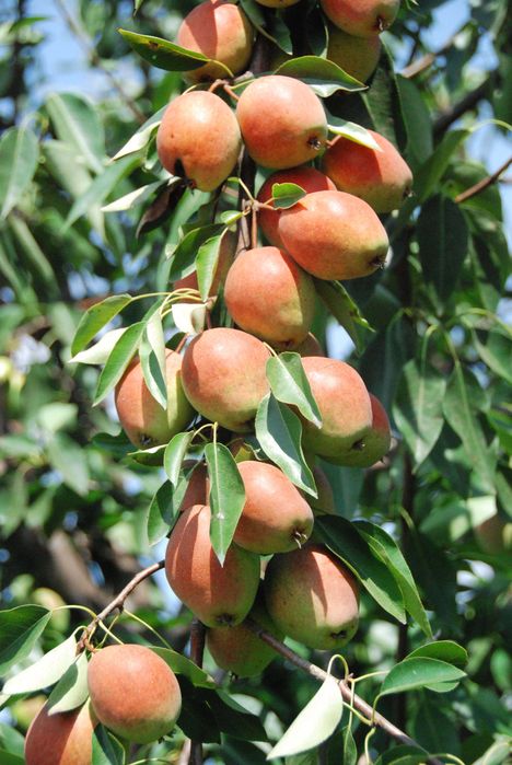 Продам яблука і груші з власного саду