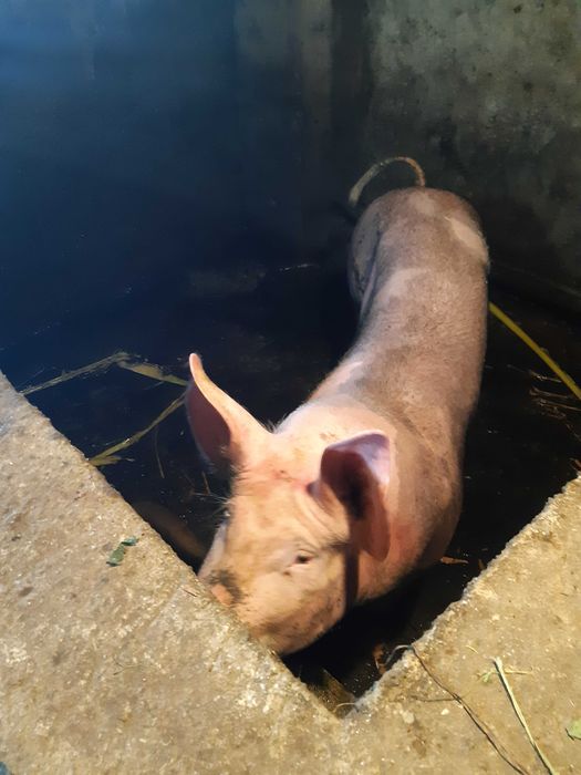 Porcos grandes e pequenos