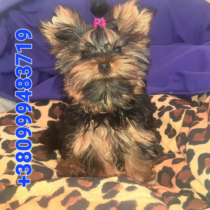 Йорк дівчинка ф/ сьогодні- є відео- майже 4,5 міс